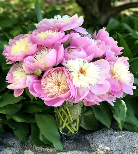 Van Engelen Peony Bowl of Beauty