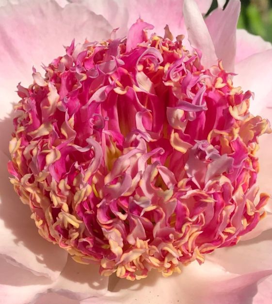 Peony Van Zyverden Peony Felix Crousse, Red Blooms, Perennial Plant