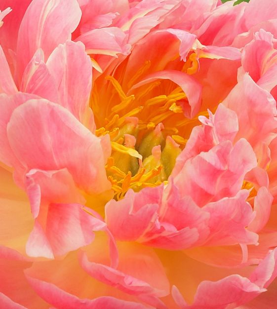 Van Engelen Peony