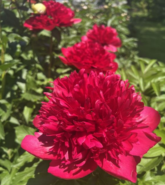 Van Engelen Peony Charm - Thumbnail 2