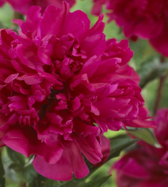 Collection W: The Quintessential Fragrant Peony Collection | Van