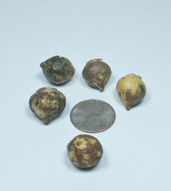 Puschkinia scilloides var libanotica alba
