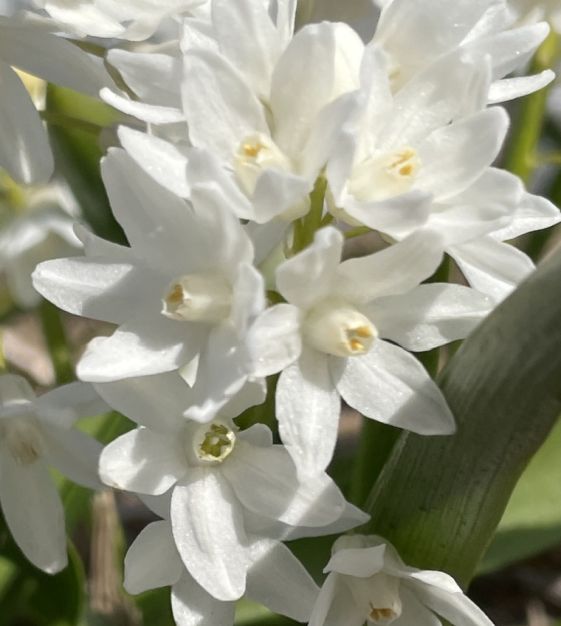 Puschkinia scilloides Alba 純白密咲き・特選株限定1鉢 Puschkinia scilloides var libanotica alba