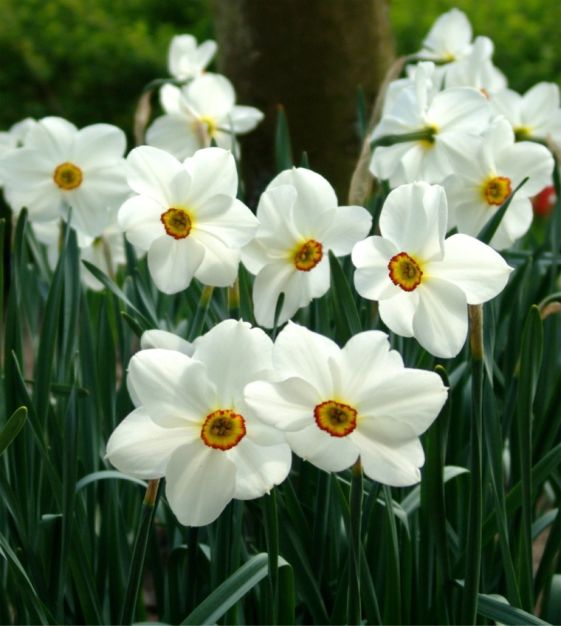The Narcissus Southland Grand Mixture
