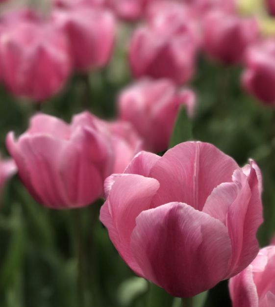 Tulip Aafke | Van Engelen Wholesale Flower Bubs