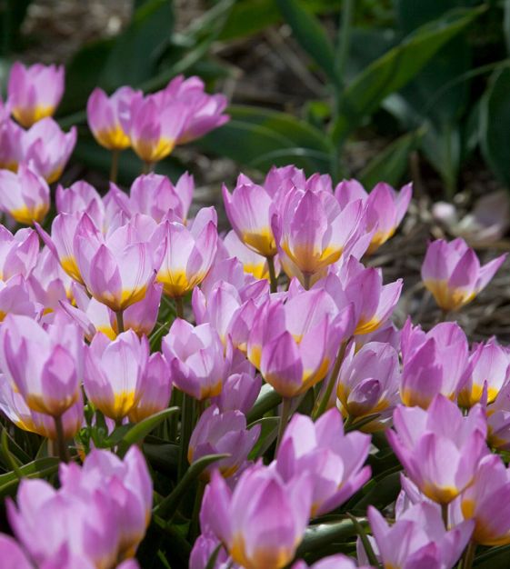 Tulipa bakeri Lilac Wonder | Van Engelen Wholesale Flower Bubs