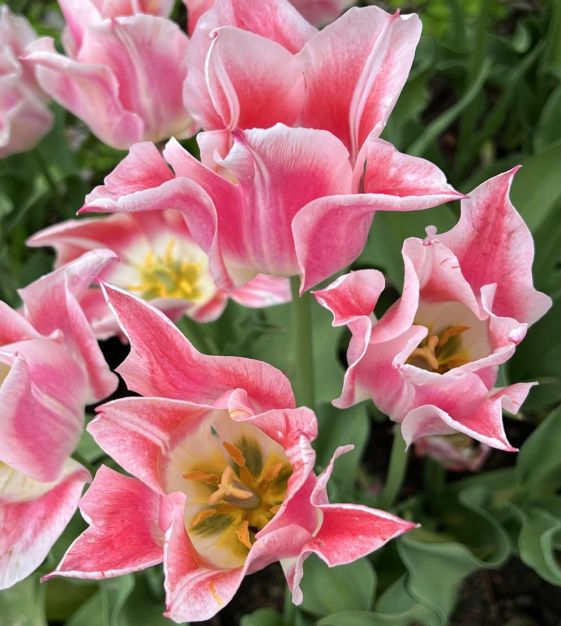 Tulip Ballade Lady | Van Engelen Wholesale Flower Bulbs