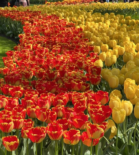 Tulip Banja Luka
