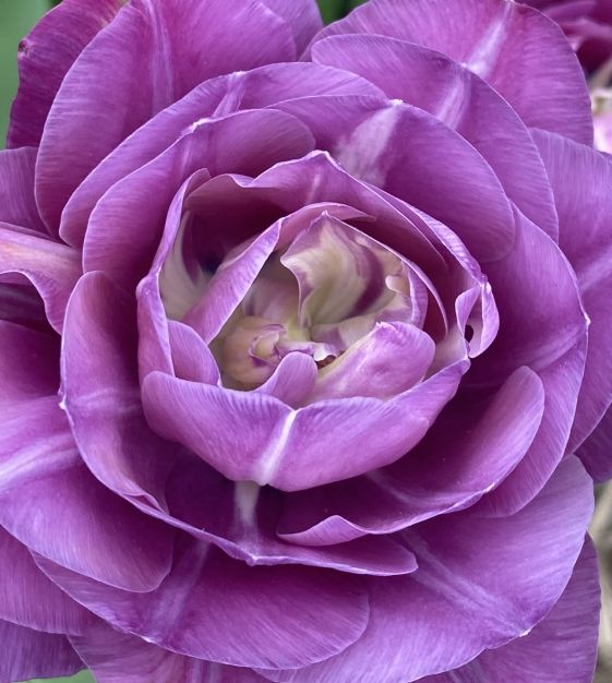 Tulip Blue Spectacle