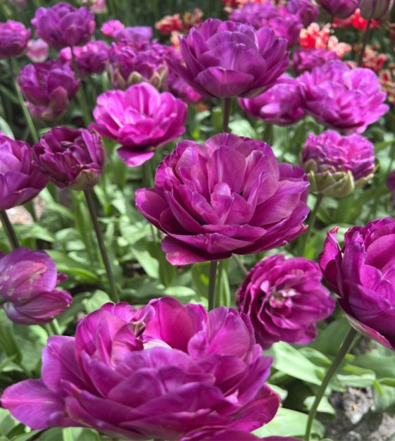 Tulip Blue Spectacle