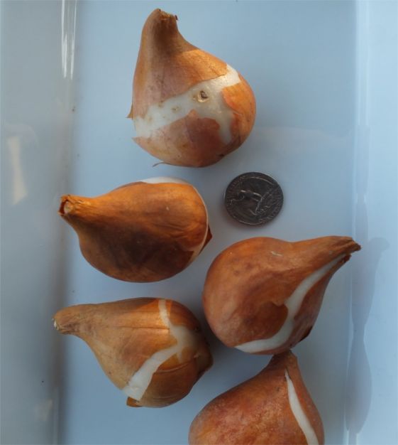 Tulip Blushing Beauty - Thumbnail 3