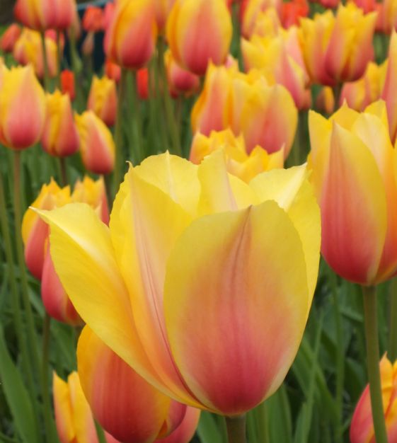 Van Engelen Tulip Blushing Lady - Thumbnail 2
