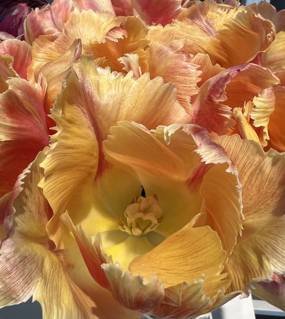 Van Engelen Blushing Parrot Tulip - Thumbnail 2