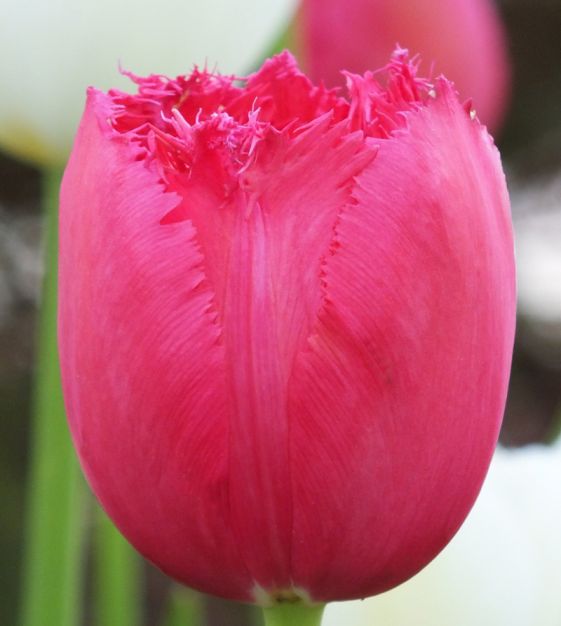 Tulip Burgundy Lace | Van Engelen Wholesale Flower Bulbs Tulip Burgundy Lace | Van Engelen Wholesale Flower Bulbs