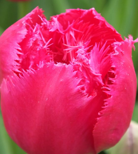 Tulip Burgundy Lace | Van Engelen Wholesale Flower Bulbs