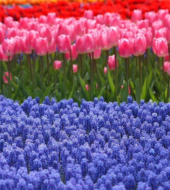 Tulip Christmas Dream | Van Engelen Wholesale Flower Bubs