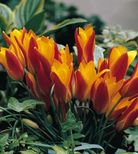 Van Engelen Tulipa clusiana chrysantha