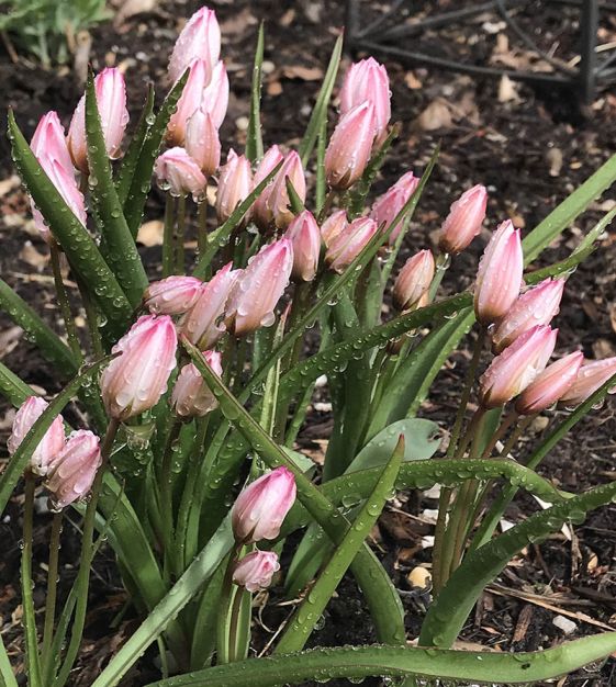Tulipa cretica Hilde | Van Engelen Wholesale Flower Bulbs
