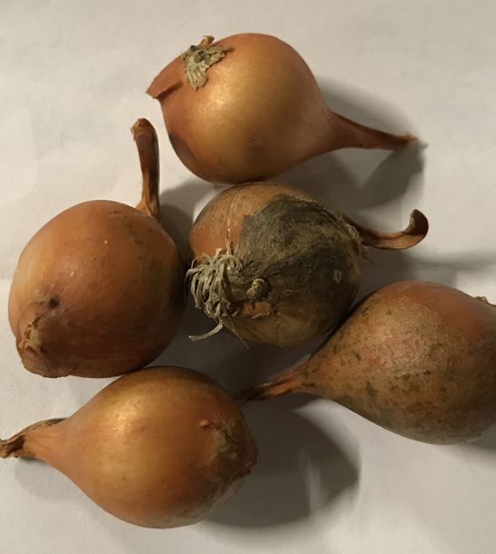 Tulipa cretica Hilde | Van Engelen Wholesale Flower Bulbs