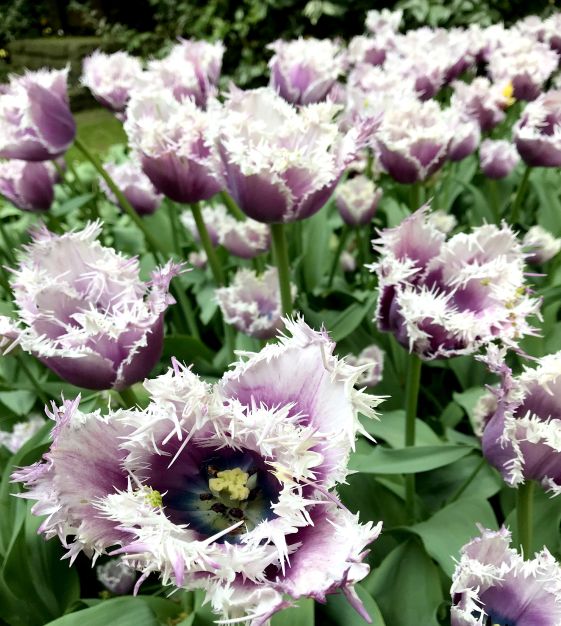 Van Engelen Tulip Cummins - Thumbnail 2