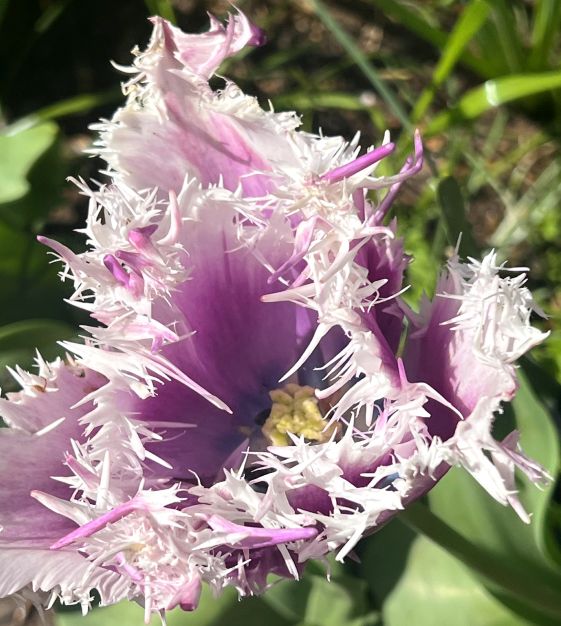 Van Engelen Tulip Cummins - Thumbnail 3