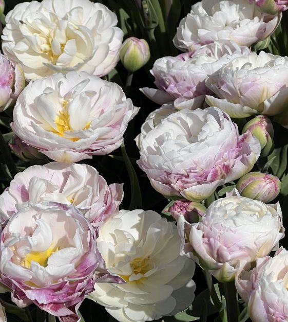 ドゥフルールさん Tulip Double Shake | Van Engelen Wholesale Flower Bulbs