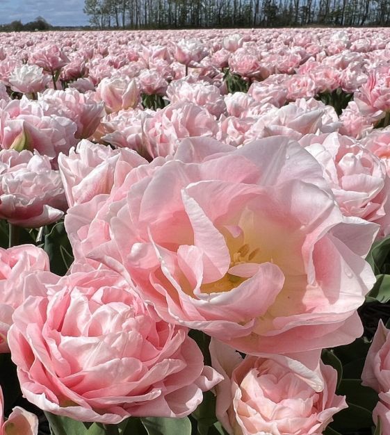 Tulip Dreamer | Van Engelen Wholesale Flower Bulbs