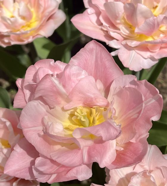 Tulip Dreamer | Van Engelen Wholesale Flower Bulbs