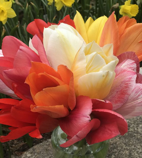 Van Engelen Emperor Tulip Mixture