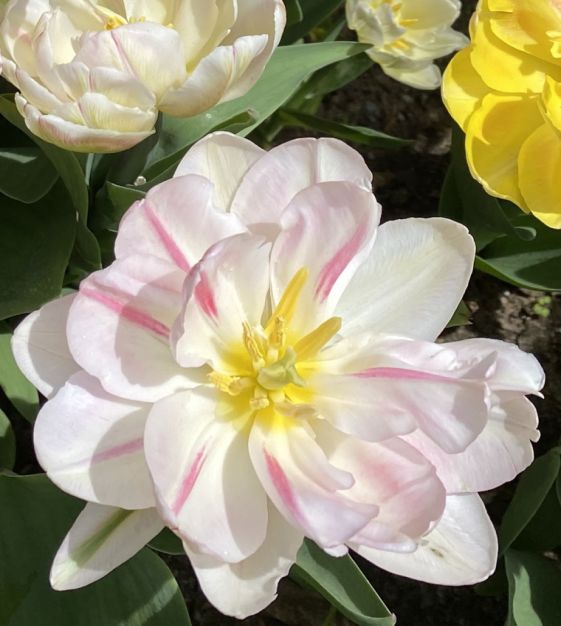 Tulip Foxtrot | Van Engelen Wholesale Flower Bubs