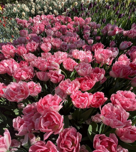 Tulip Foxtrot | Van Engelen Wholesale Flower Bubs