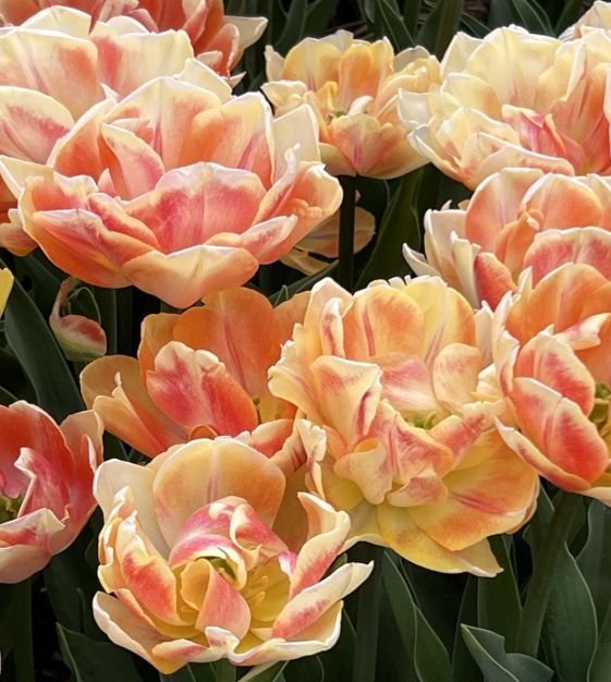 フォクシー・tulip ボレロ・ Tulip bulbs Foxy Foxtrot - a unique peony tulip! - Tulip Store