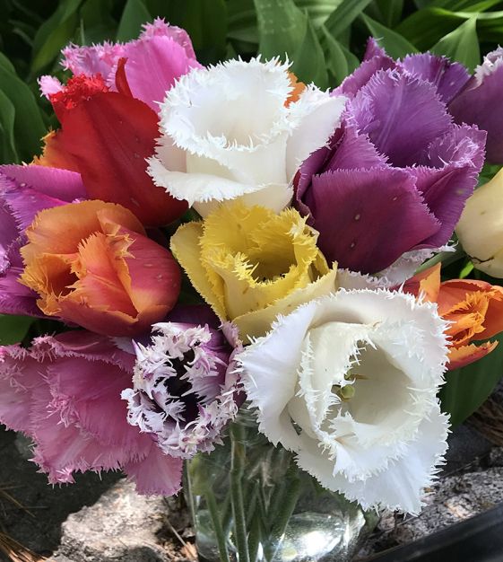 The Fringed Tulip Mixture | Van Engelen Wholesale Flower Bulbs