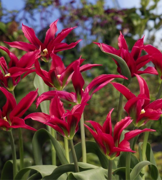 The Green Tulip Mixture | Van Engelen Wholesale Flower Bulbs