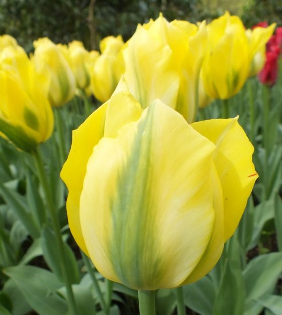 Van Engelen Tulip Mixture - Thumbnail 2