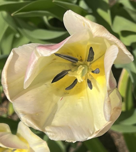 Tulip Canary Melon | Van Engelen Wholesale Flower Bulbs