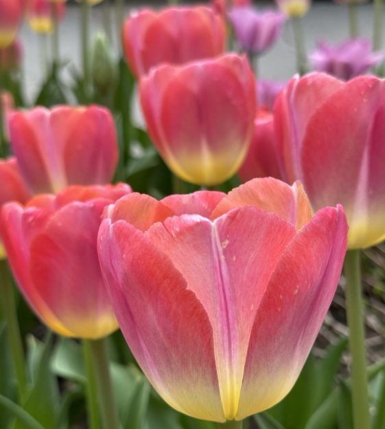 Van Engelen Tulip Kunyun - Thumbnail 3