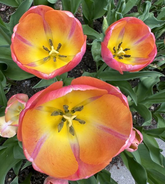 Van Engelen Tulip Kunyun - Thumbnail 2
