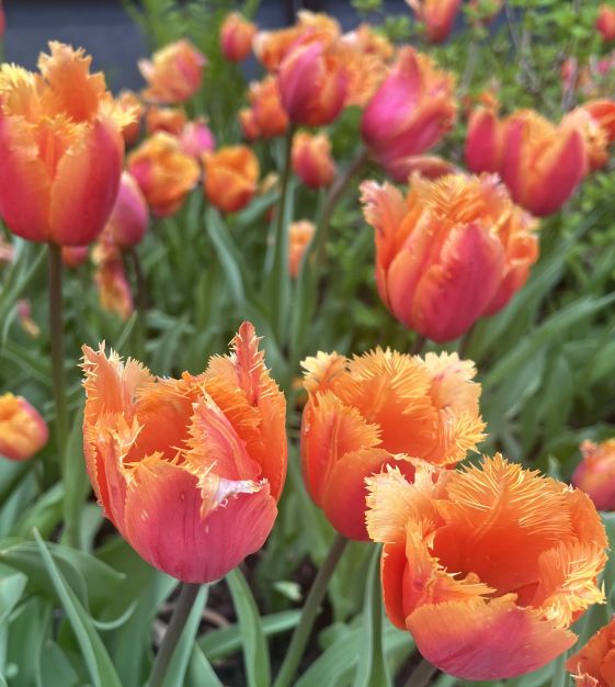 Van Engelen Tulip Lambada