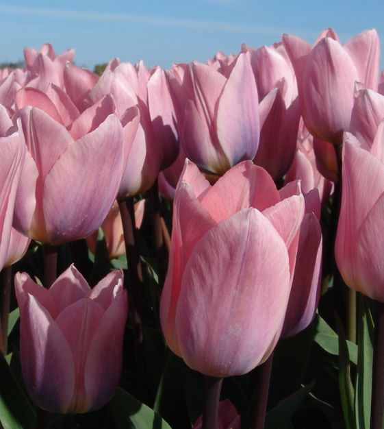 Tulip Light & Dreamy | Van Engelen Wholesale Flower Bulbs