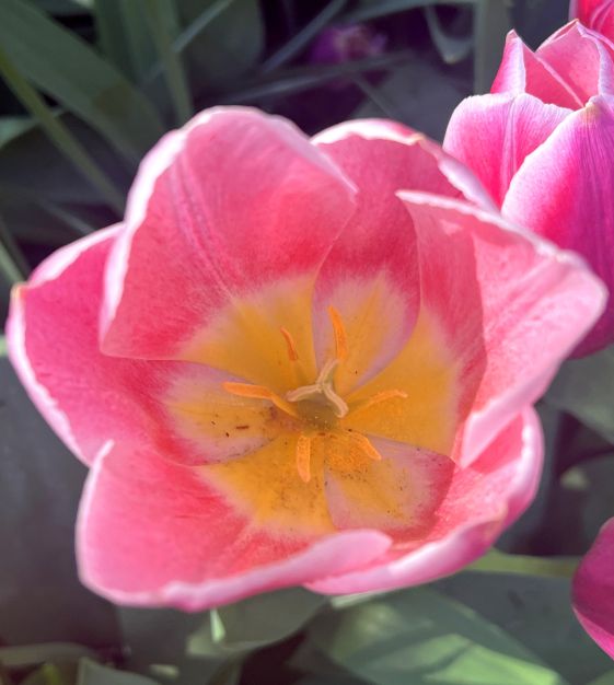 Single Early Tulip Mandy's Choice | Van Engelen Wholesale Flower Bulbs
