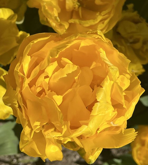 Marie Jo Tulip | Van Engelen Wholesale Flower Bulbs