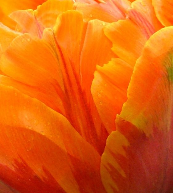 Tulip Orange Princess