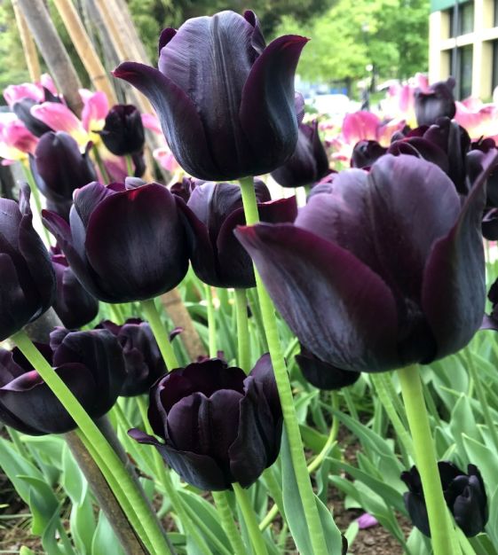 Bulbi Tulipano Paul Scherer Viola Quasi Nero - Calibro 11/12, 7 Pezzi, Fioritura Tardiva