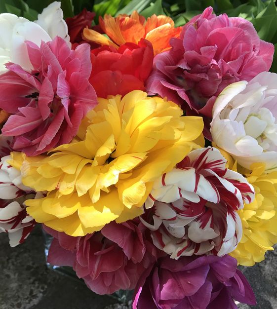 Van Engelen Peony Flowering Tulip Mixture - Thumbnail 3