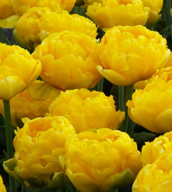 Van Engelen Peony Flowering Tulip Mixture