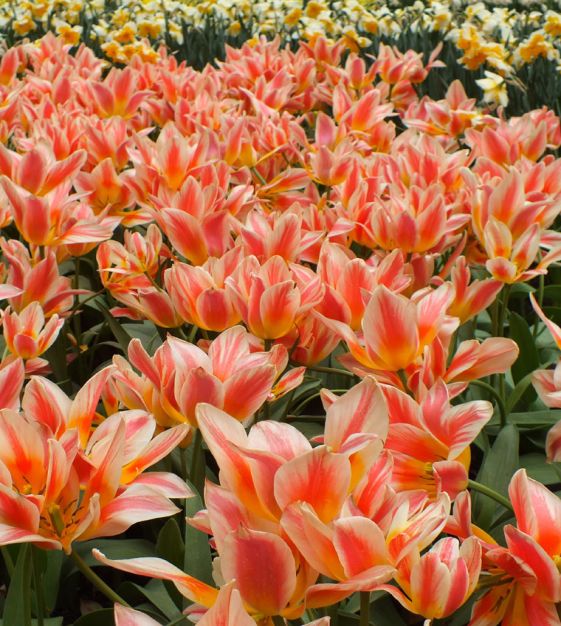 Tulip Quebec | Van Engelen Wholesale Flower Bubs
