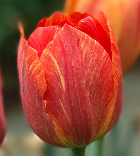 Tulip Rhapsody of Smiles