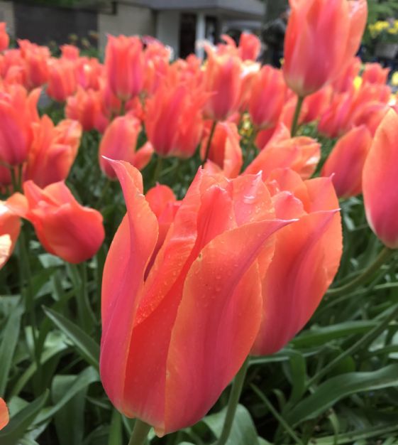 Tulip Temple of Beauty