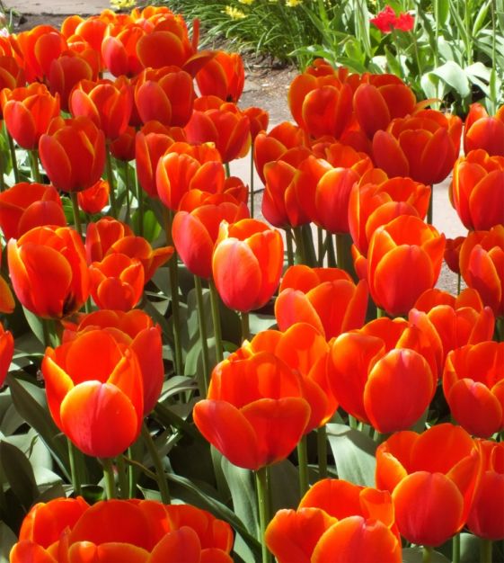 Van Engelen Tulip - Thumbnail 3
